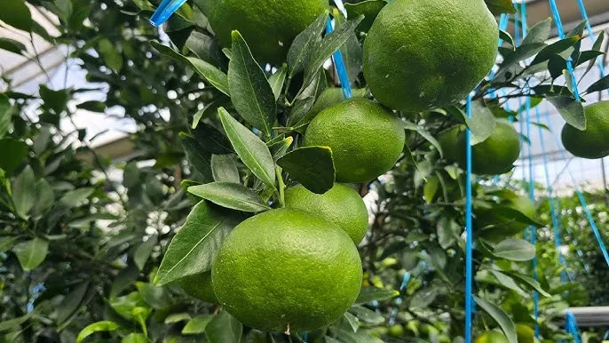 레드향 재배 착과 조절 잎 관리 하우스 온도_4