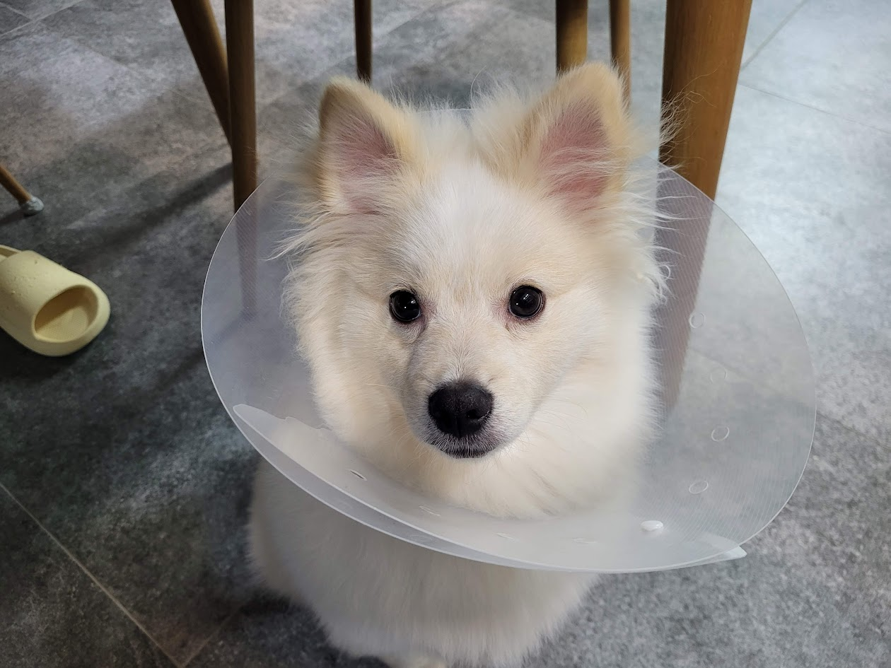 중성화 수술 후 넥카라를 한 강아지