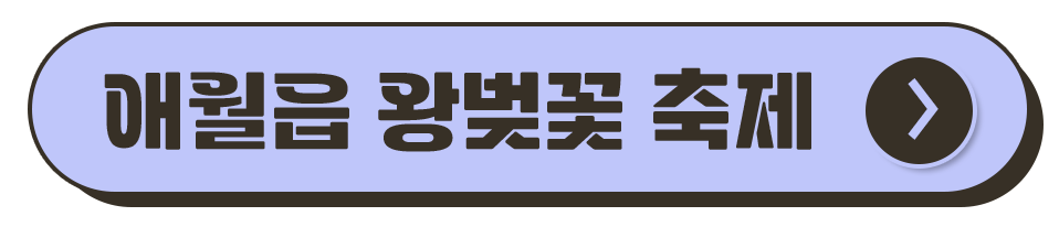 제주도 축제