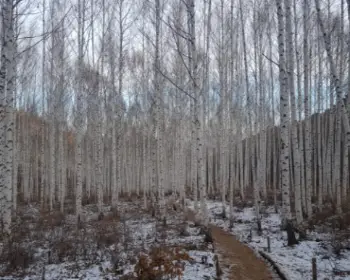 인제 자작나무 숲_7