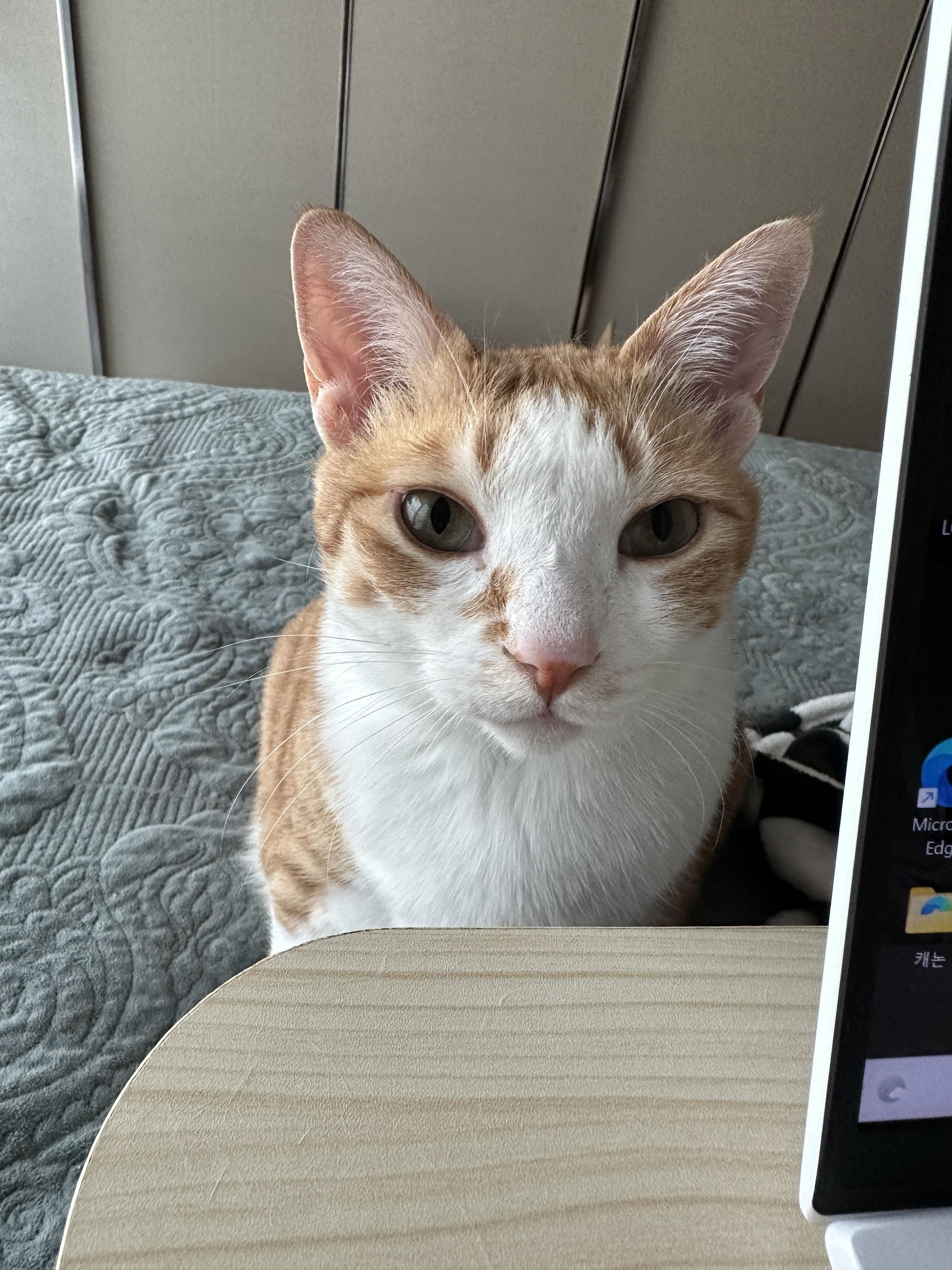 칭얼칭얼을 행동으로 보여주는 고양이 (feat. 사랑스러운 호야)