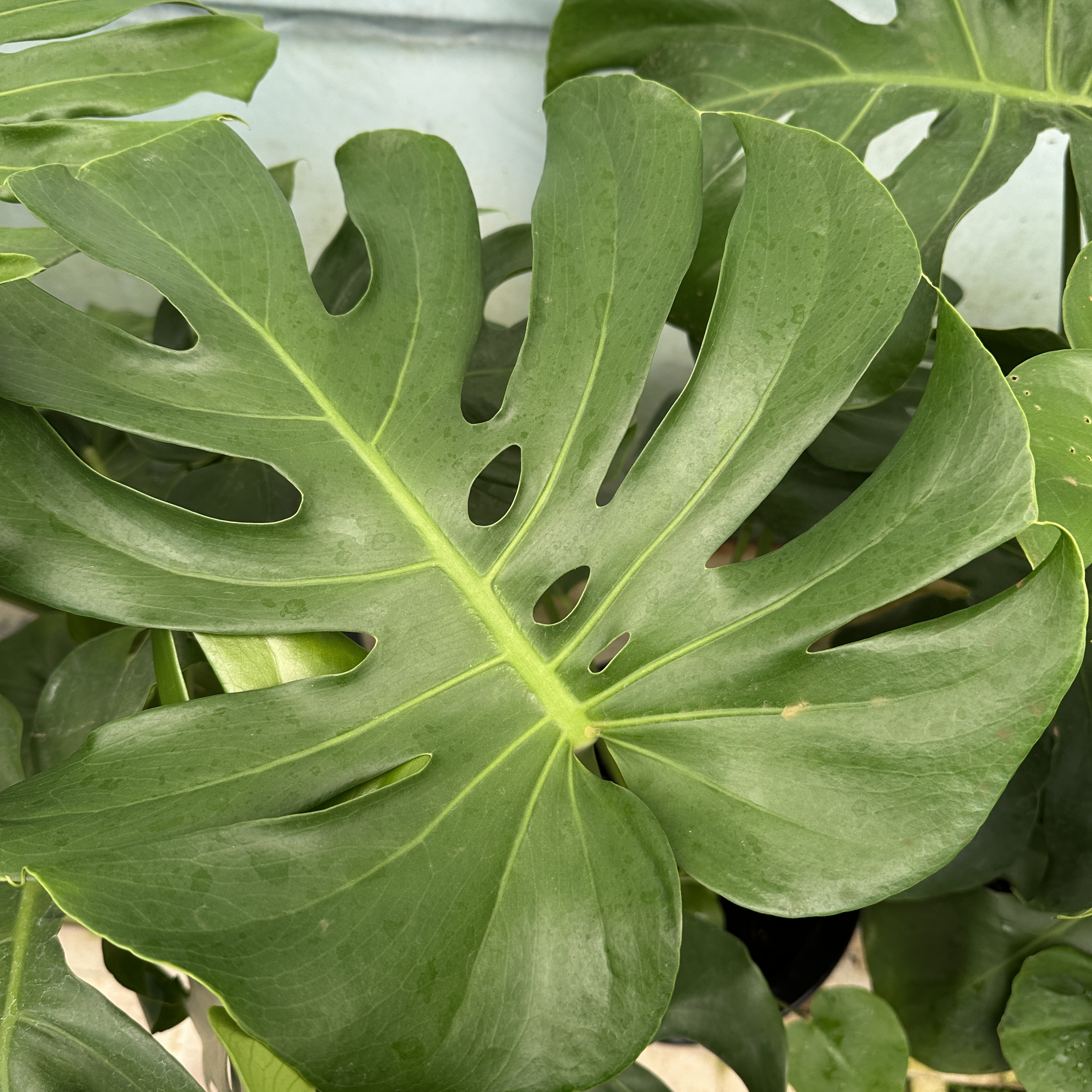 몬스테라 키우기