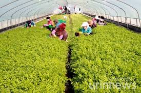 의령가례 밭미나리 축제 기본일정과 프로그램 소개