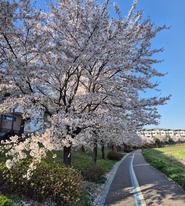 행주가 예술이야 축제 행주산성의 밤은 예술이다 총정리