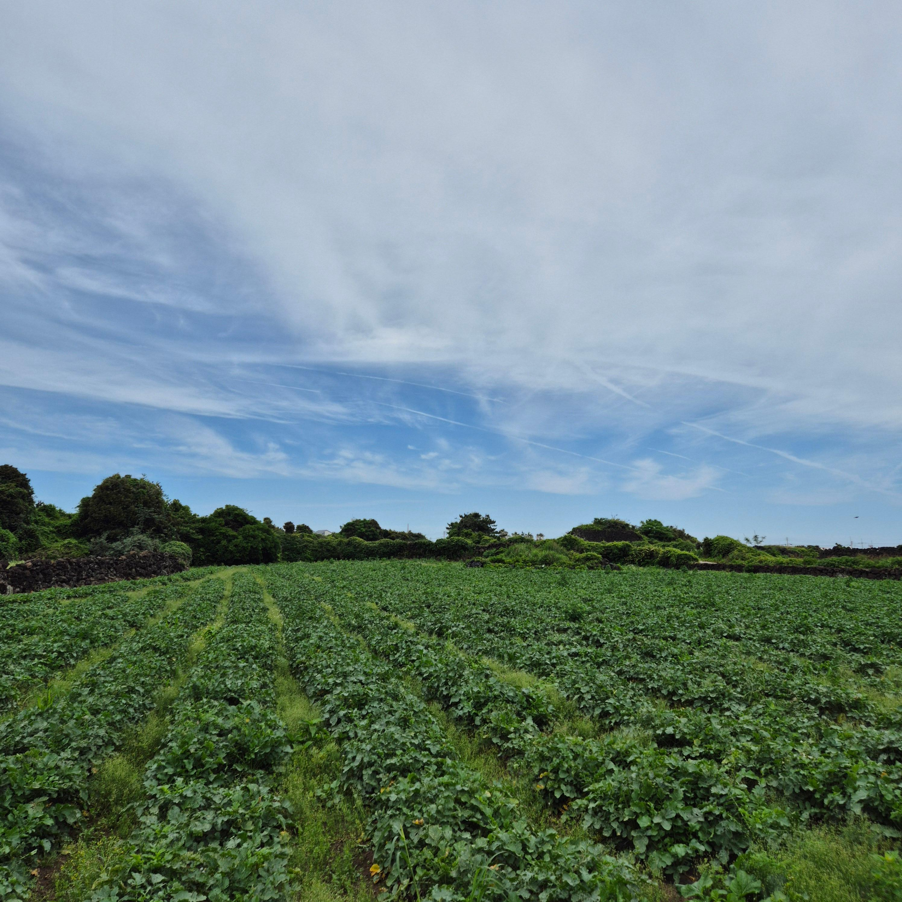 올레길 21코스, 제주올레 21코스, 지미봉, 종달리, 하도해녀박물관, 제주올레길, 종달바당, 제주여행코스, 올레길후기, 제주동부여행