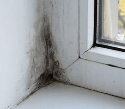 집안 곰팡이 흔적