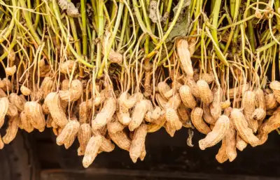 가을 제철 음식 땅콩 효능과 영양성분&amp;#44; 주의점