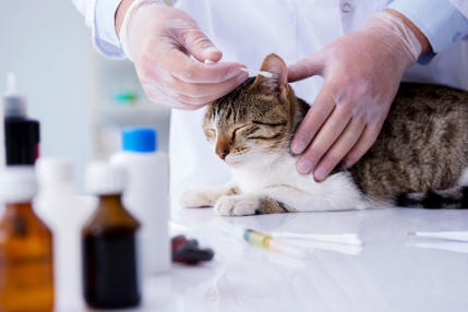 피부병 약을 바르는 고양이.