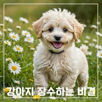 강아지 오래사는 신장관리 비법 생활습관_18