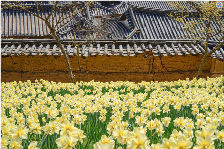 서산유기방가옥 수선화사진