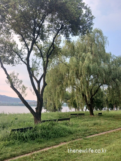 서울 맨발 걷기 좋은 장소 &ndash; 벤치 옆으로 펼쳐진 한강과 푸른 수양버들, 탁 트인 풍경