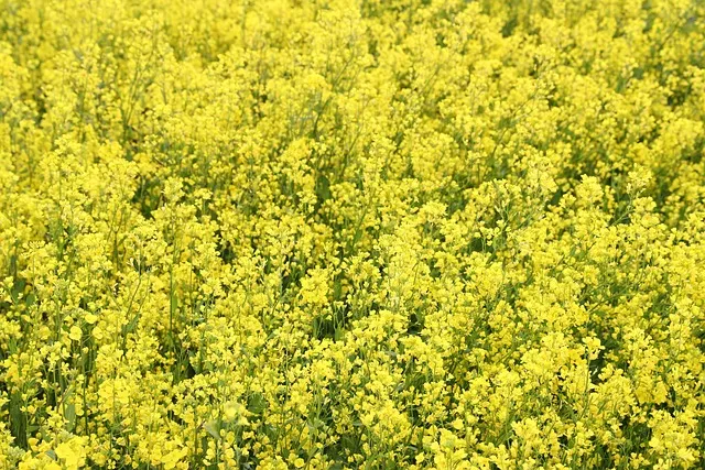 원산도 가볼만한곳 베스트10 명소_2