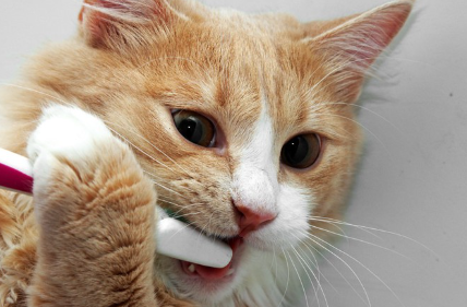 양치하는 고양이.