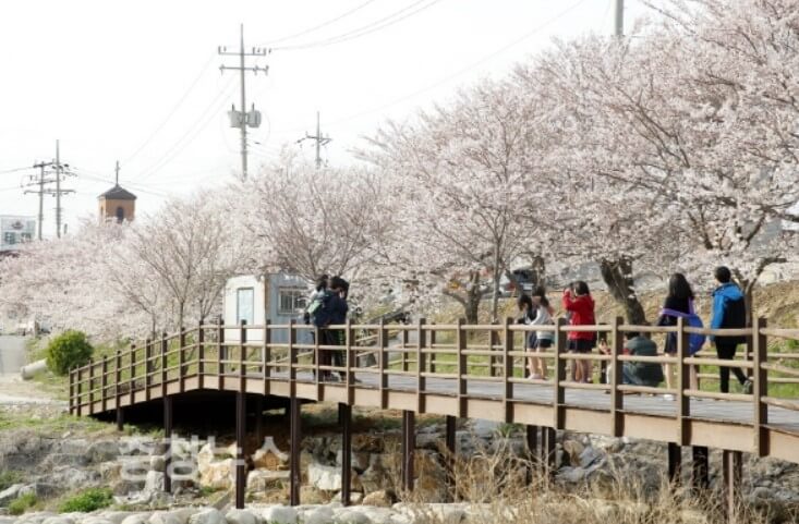 서산 해미천 벚꽃길