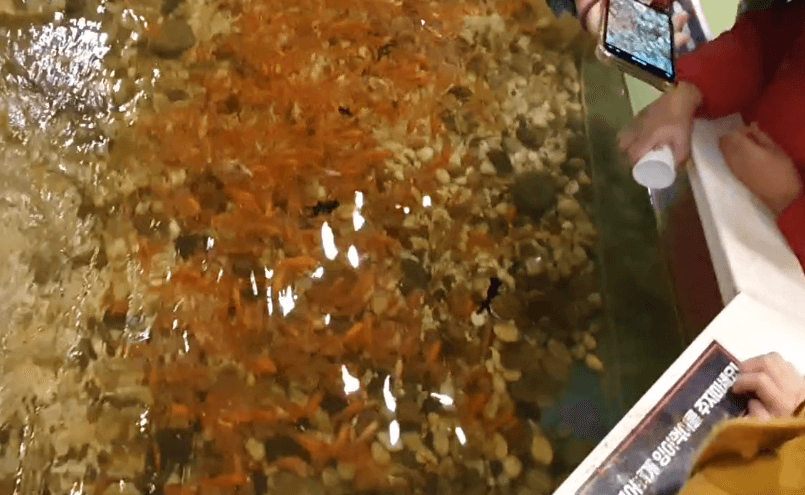 실내동물원-금붕어먹이-체험