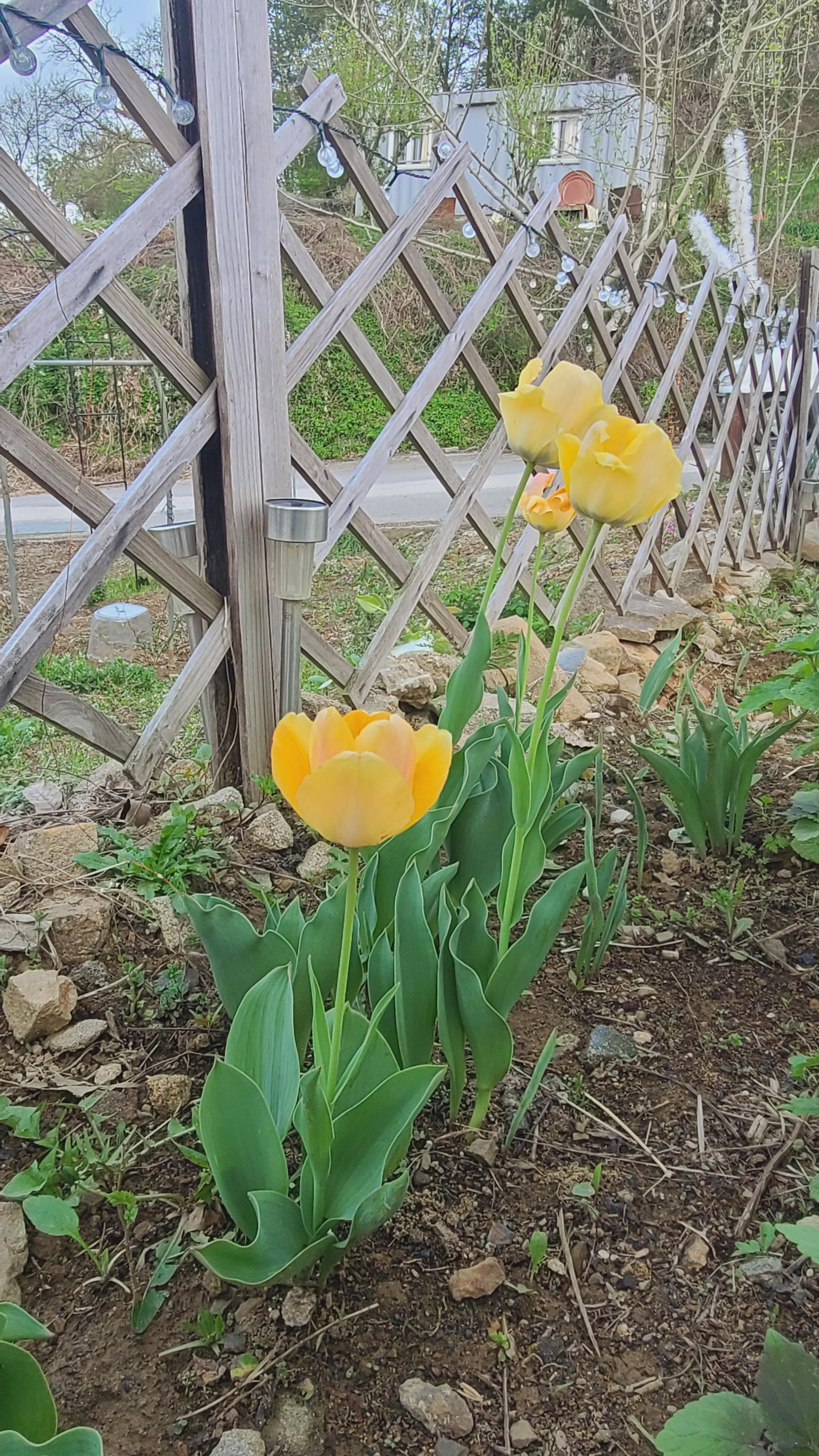 노란색 튤립 꽃말은 우정 혼자하는 사랑 헛된사랑 . ㅠ