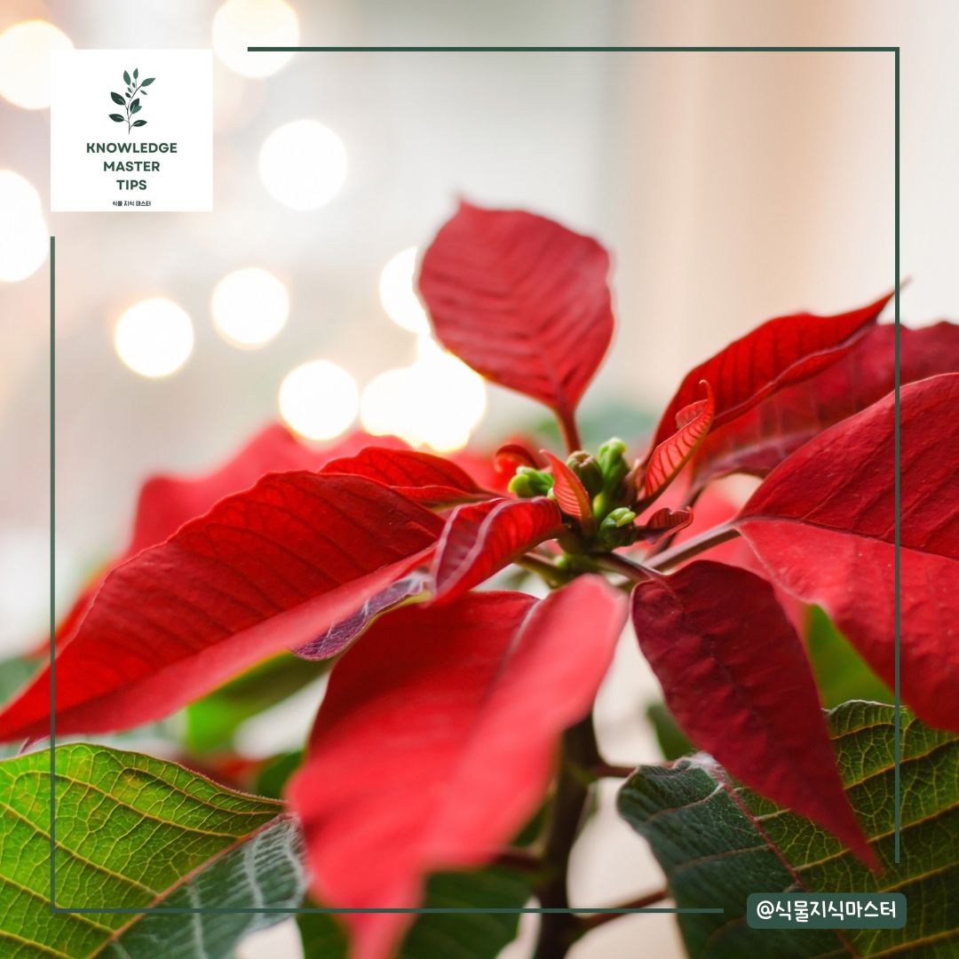 비료는 꼭 줘야 할까?