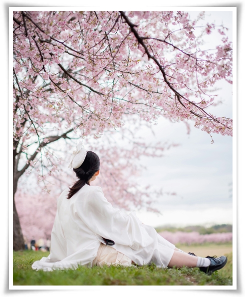"벚꽃" 희망과 새로운 시작의 상징 봄의 전령사!