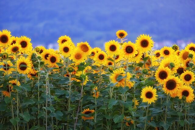 태백 해바라기 축제
