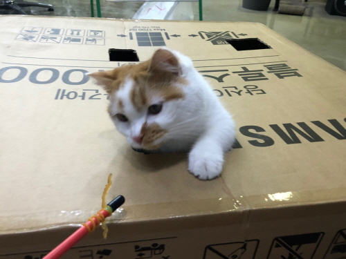 고양이사냥놀이