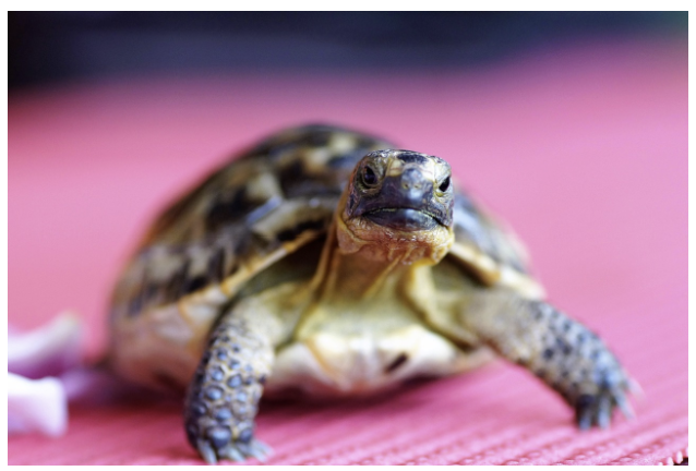 거북이 - 느리지만 오래 사는 동물