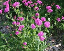 끈끈이대나물 꽃 이미지 사진