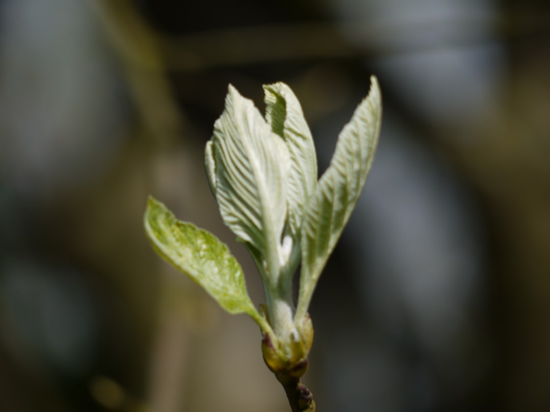 Opening