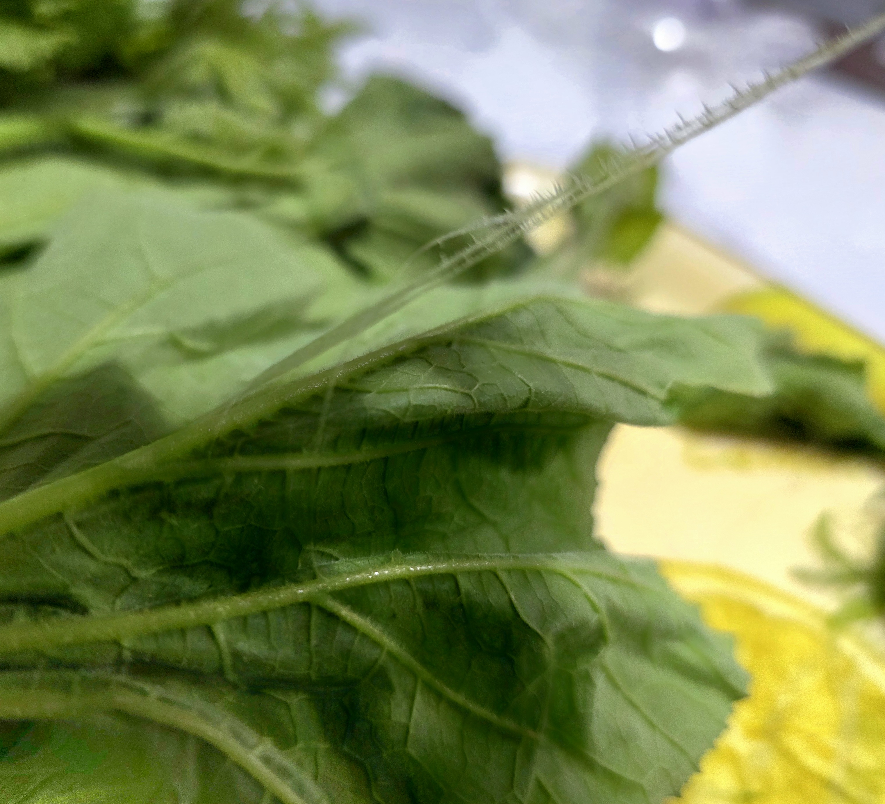 손질-후-세척합니다.