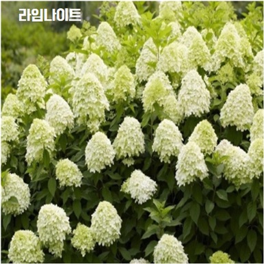 라임라이트