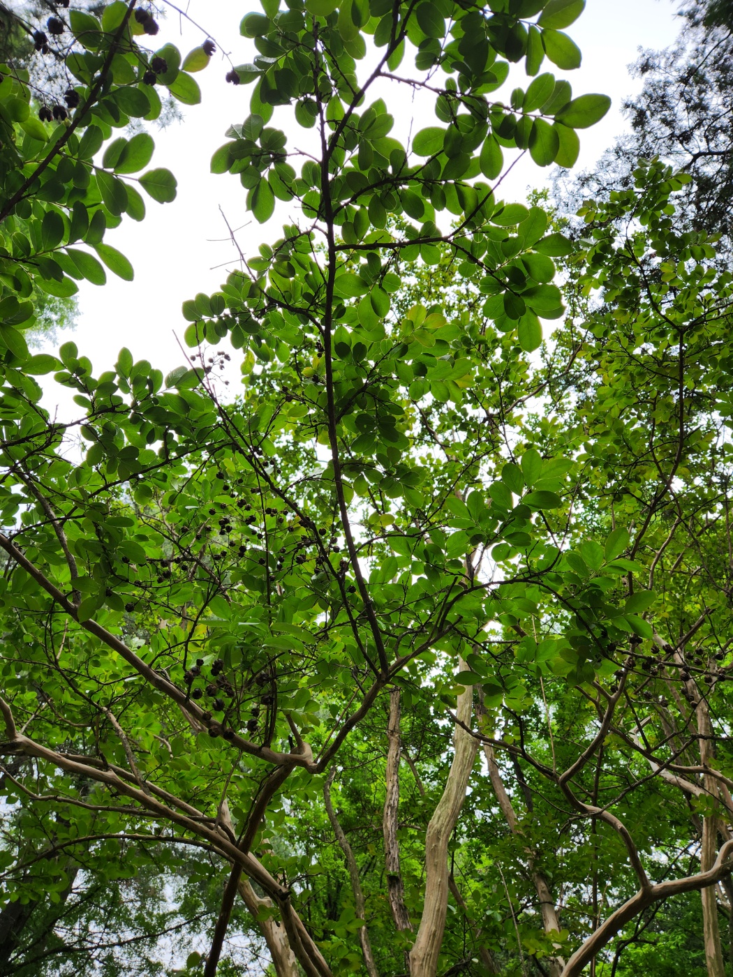 나무의사-시험과목