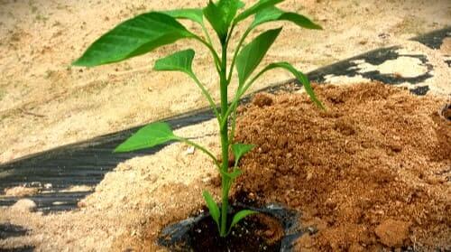 파프리카-재배-키우기-모종-심는방법-정식방법-거름주기-밑거름