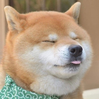 강아지 사료&amp;#44; 강아지 용품 전문가 비교!