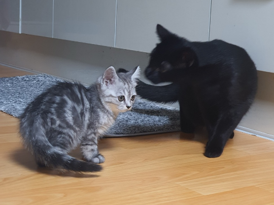 고양이 꼬리 좌우
