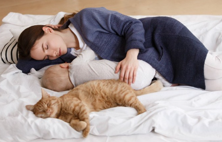 부모와 자식과 함께 자는 고양이.