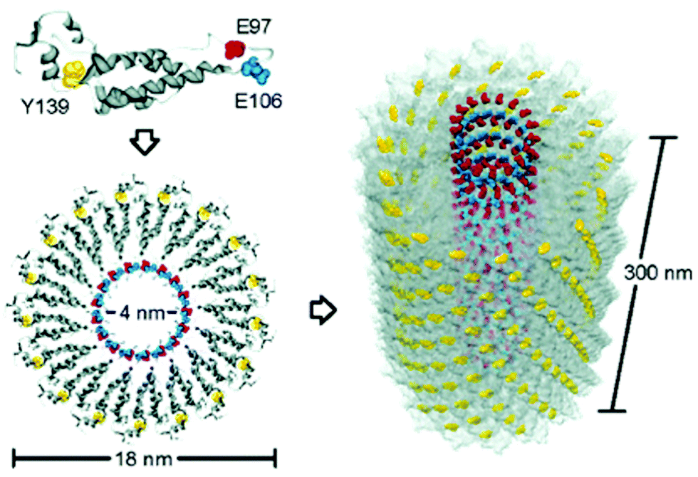 모자이크바이러스 단백질