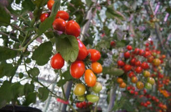 퇴촌 토마토 축제_2