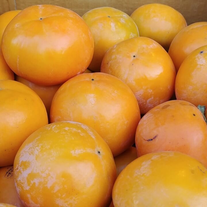 여러개의-단감-사진