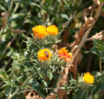 홍아씨기름-사진5