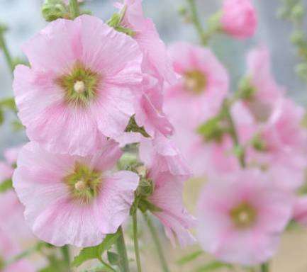 가을에 피는 꽃 종류 접시꽃