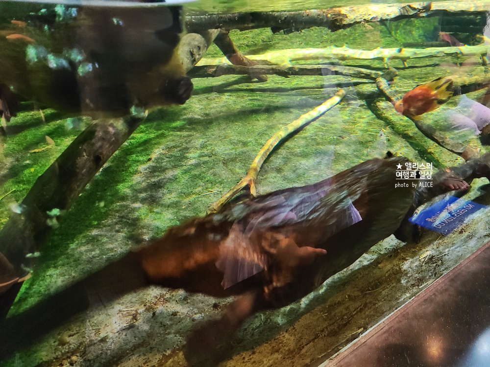 코엑스 아쿠아리움 입장권 할인예약 방법, 대중교통 가는 방법, 참물범 펭귄 비버 상어 보러가자!