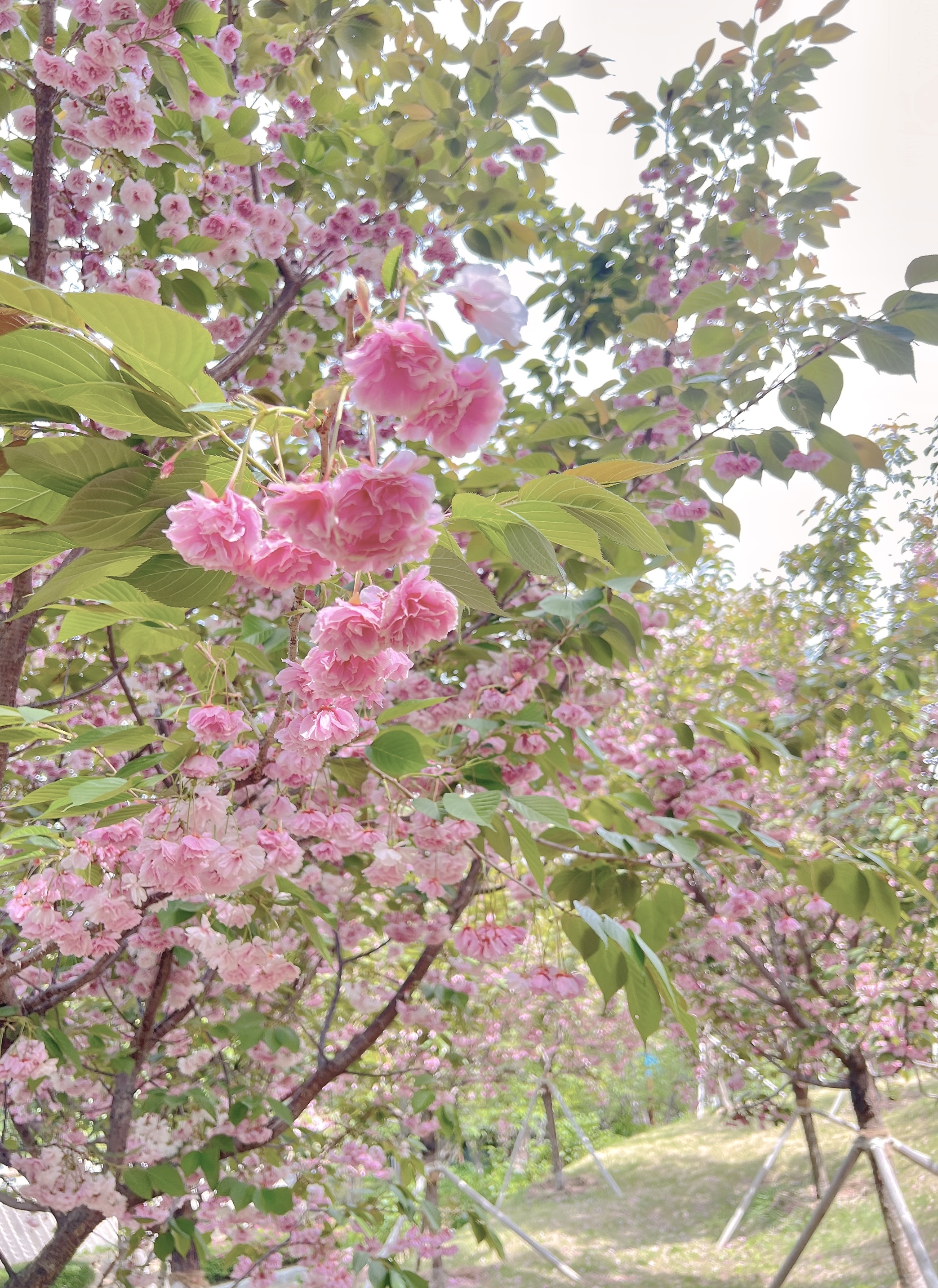 장생포 문화마을 겹벚꽃 ,울산 겹벚꽃 포토존