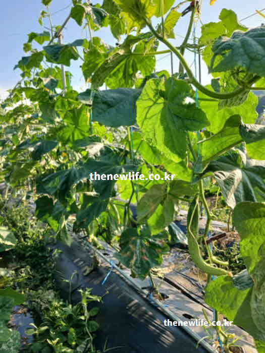 오이 효능 성질 성분