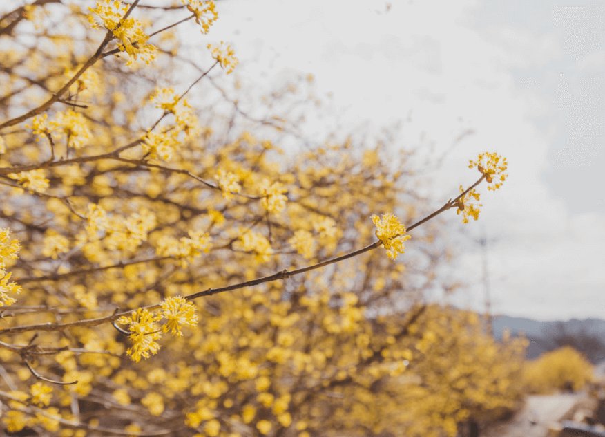 2025 구례산수유 축제관련사진