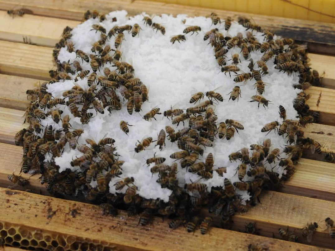 사양벌꿀 진짜벌꿀 차이