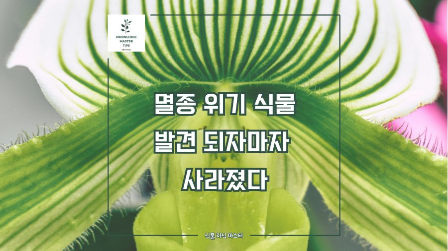 멸종 위기 식물, 발견되자마자 사라졌다! 베트남의 희귀 식물