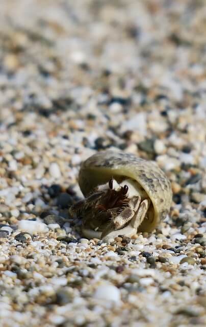 소라게-보는-꿈-해몽