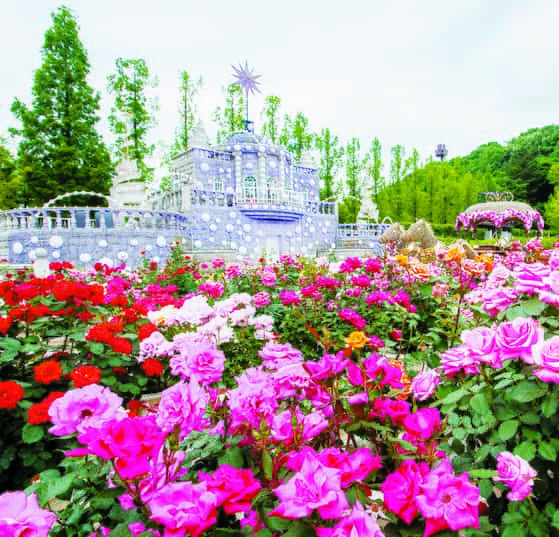 2024 중랑 서울장미축제&amp;#44; 곡성 세계장미축제&amp;#44; 삼척 장미축제&amp;#44; 울산대공원 장미축제 일정 정보