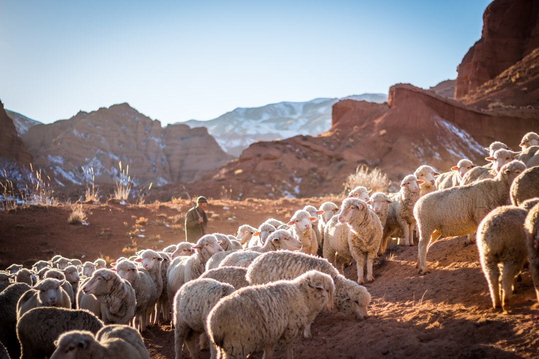 sheep