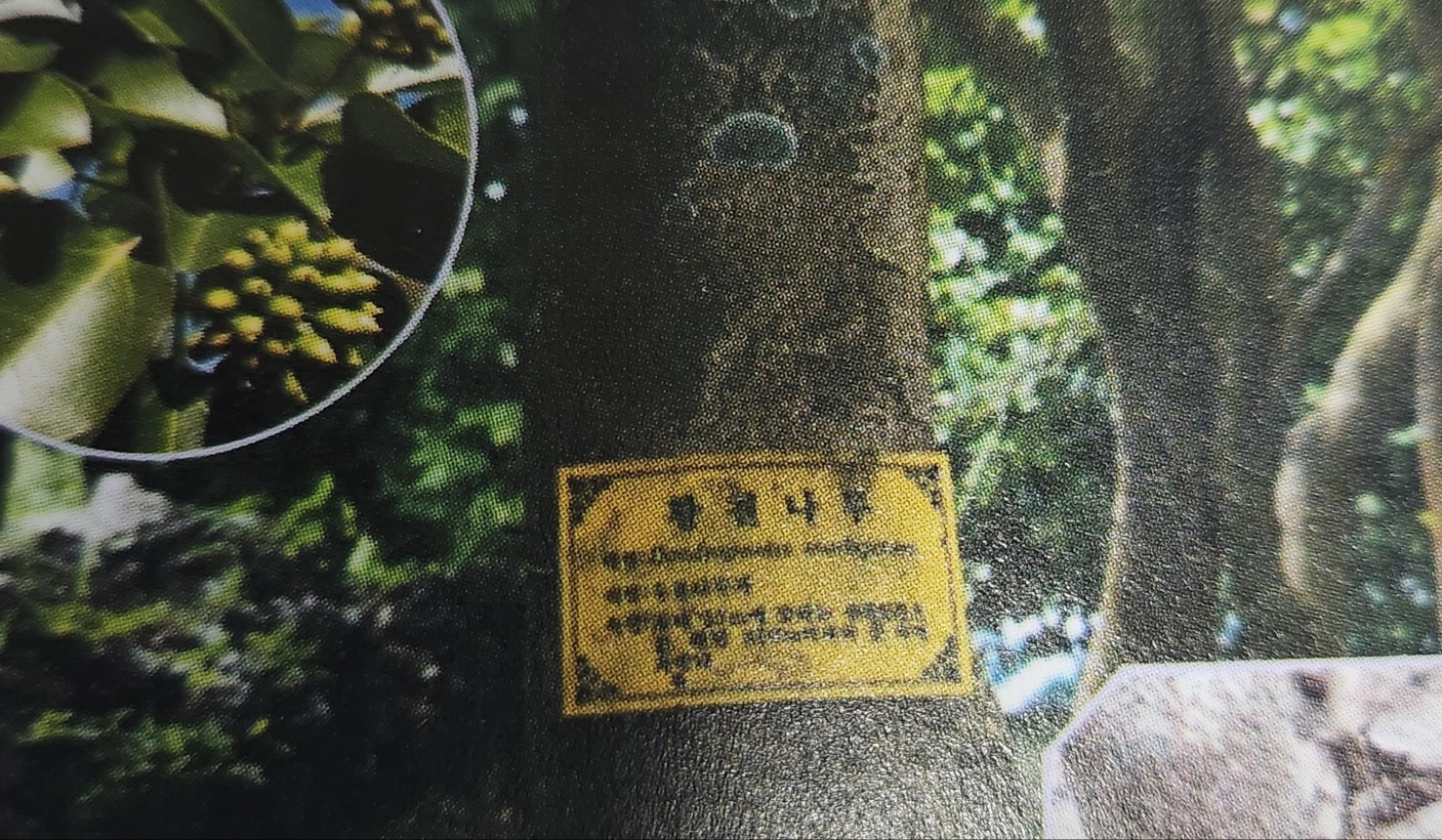 황칠나무