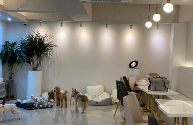 애견 카페 크고 괜찮은 곳5